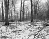 Wilder Property, Forest View