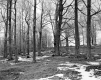 Wilder Property, Forest View