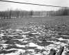 Wilder Property, Logging Debris in Field