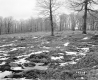 Wilder Property, Field and Forest