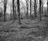 Bushey Property, Forest View