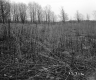 Bushey Property, Field and Trees