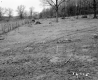 Bushey Property, Field and Forest