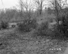 Baby Property, Field and Forest