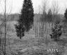Casey Property, Field and Trees