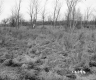 Casey Property, Field and Trees