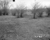 Casey Property, Field and Trees