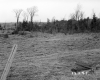 Casey Property, Field and Trees