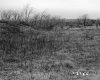 Duhamel Property, Shrubs and Trees in Field