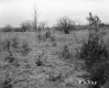 Duhamel Property, Shrubs and Trees in Field
