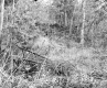 Howrigan Property, Forest View