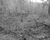 Howrigan Property, Forest View