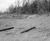 Howrigan Property, Field and Forest