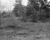Howrigan Property, Field and Trees