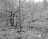 Howrigan Property, Forest View