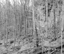 Howrigan Property, Forest View