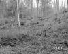 Howrigan Property, Forest View