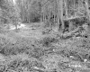 Howrigan Property, Forest View