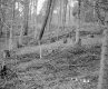 Howrigan Property, Logging in Forest
