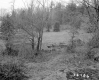 Howrigan Property, Field and Forest