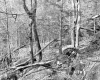 Howrigan Property, Forest View