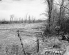 Casey Property, Field and Forest