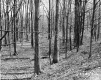 Casey Property, Forest View