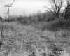 Casey Property, Power Lines through Forest
