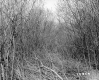 Casey Property, Forest View
