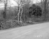 Seitz Property, Trees along Rural Road