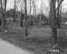 Seitz Property, View through Trees