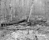 Squier Property, Logging in Forest