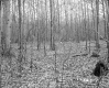 Squier Property, Forest View