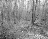 Squier Property, Forest View