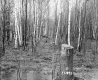 Squier Property, Forest View