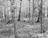Squier Property, Forest View