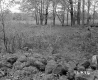 Squier Property, Fenced Field and Trees