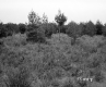 Squier Property, Field and Forest