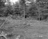 Adams Property, Logging near Forest