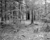 Adams Property, Forest View