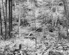 Adams Property, Forest View
