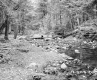 Adams Property, Creek through Forest