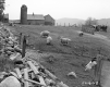 Adams Farm, Grazing Sheep