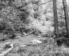 Wilder Property, Forest View