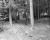Wilder Property, Forest View
