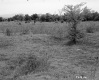 Squier Property, Field and Trees