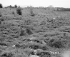 Squier Property, Open Field