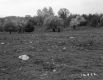 Burke Property, Field and Trees