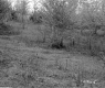 Burke Property, Field and Trees