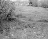 Burke Property, Field and Forest